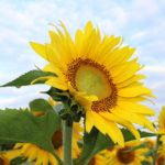 『結婚学校』～北海道十勝で自分らしい結婚に気づく語りあい学びあいの場