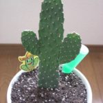 『結婚学校』～北海道十勝で自分らしい結婚に気づく語りあい学びあいの場