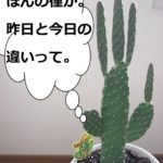 サボたん昨日と今日の違い｜北海道十勝でありのままの自分らしい結婚、婚活に気づく語りあい学びあいの場『結婚学校』