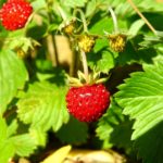 ワイルドベリー｜北海道十勝でありのままの自分らしい結婚、婚活に気づく語りあい学びあいの場『結婚学校』