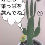 サボたん｜北海道十勝でありのままの自分らしい結婚、婚活に気づく語りあい学びあいの場『結婚学校』