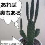 サボたん｜北海道十勝でありのままの自分らしい結婚、婚活に気づく語りあい学びあいの場『結婚学校』