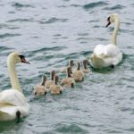 白鳥｜北海道十勝でありのままの自分らしい結婚、婚活に気づく語りあい学びあいの場『結婚学校』