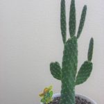 サボたん｜北海道十勝でありのままの自分らしい結婚、婚活に気づく語りあい学びあいの場『結婚学校』